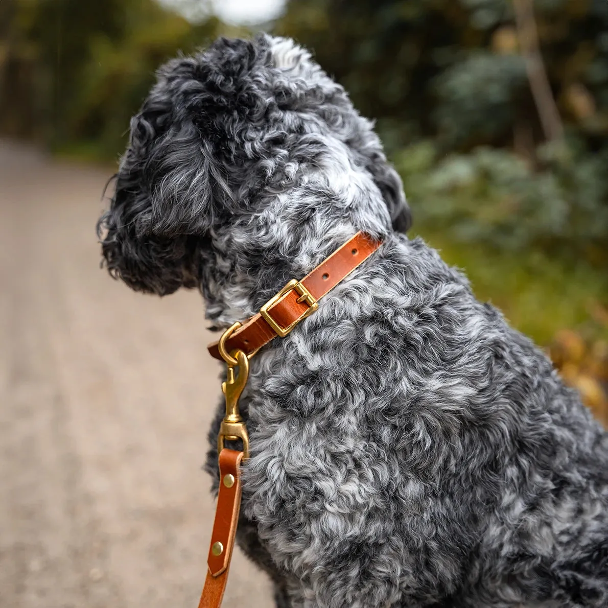 Leather Dog Collar - Havana Tan